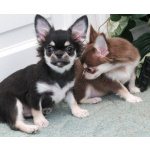 чихуахуа шоу мальчик для дома