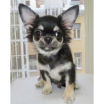 чихуахуа шоу мальчик для дома