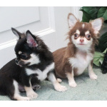 чихуахуа шоу мальчик для дома