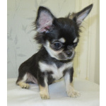 чихуахуа шоу мальчик для дома