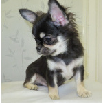 чихуахуа шоу мальчик для дома