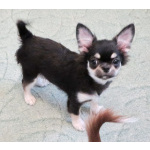 чихуахуа шоу мальчик для дома