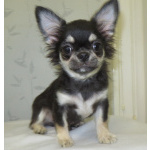 чихуахуа шоу мальчик для дома