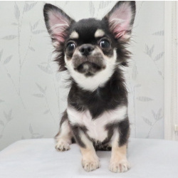 чихуахуа шоу мальчик для дома