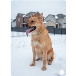 Рич ищет дом!