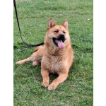 Рич ищет дом!