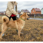 Рич ищет дом!