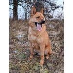 Рич ищет дом!