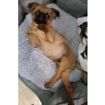 отличные щенки