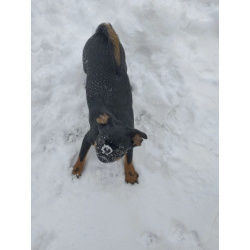 отличные щенки