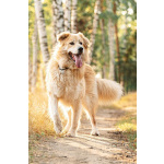 Шикарный пёс Нортон в добрые руки.