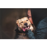 Чудесный пёс Дэнвер в добрые руки.