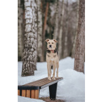 Чудесный пёс Дэнвер в добрые руки.