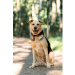 Чудесный пёс Дэнвер в добрые руки.