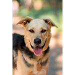 Чудесный пёс Дэнвер в добрые руки.