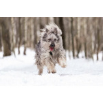 Красивая собака в добрые руки.