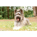 Красивая собака в добрые руки.