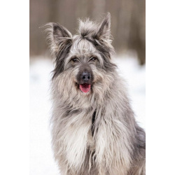 Красивая собака в добрые руки.