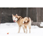 Красавчик хаски Харт в добрые руки