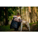 Красавчик хаски Харт в добрые руки