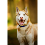 Красавчик хаски Харт в добрые руки