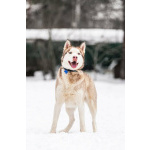 Красавчик хаски Харт в добрые руки