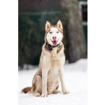 Красавчик хаски Харт в добрые руки