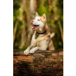 Красавчик хаски Харт в добрые руки