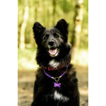 Красавица Рита в добрые руки.