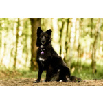 Красавица Рита в добрые руки.