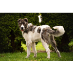 Кавказский волкодав в добрые руки.