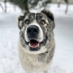 Кавказский волкодав в добрые руки.