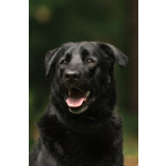 Чёрный богатырь Макс в добрые руки