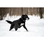 Чёрный богатырь Макс в добрые руки