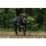 Чёрный богатырь Макс в добрые руки