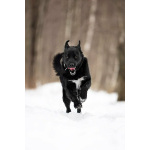 Чёрный богатырь Макс в добрые руки