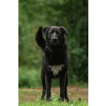 Чёрный богатырь Макс в добрые руки