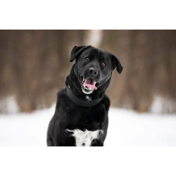 Чёрный богатырь Макс в добрые руки