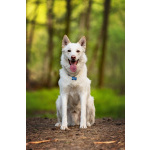 Красавчик Амир в добрые руки.