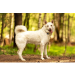 Красавчик Амир в добрые руки.