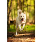 Красавчик Амир в добрые руки.