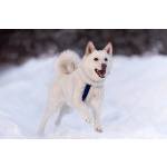 Красавчик Амир в добрые руки.