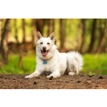 Красавчик Амир в добрые руки.