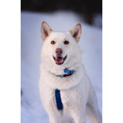 Красавчик Амир в добрые руки.