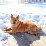 Рич ищет дом!