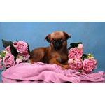 Рыжая девочка пти-брабансон