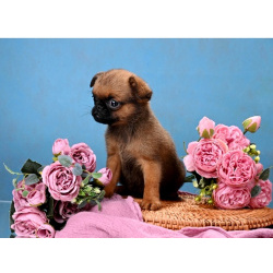 Рыжая девочка пти-брабансон