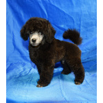 Щенок пуделя серебристый ДЖЕНТЛИ БОРН ФЛЭШ РОЯЛЬ