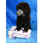 Щенок пуделя серебристый ДЖЕНТЛИ БОРН ФЛЭШ РОЯЛЬ