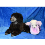 Щенок пуделя серебристый ДЖЕНТЛИ БОРН ФЛЭШ РОЯЛЬ